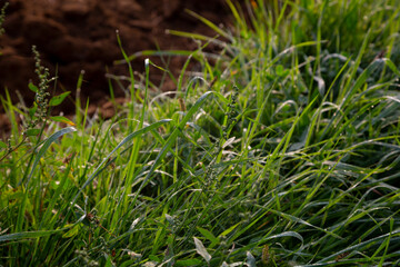 Grass at the edge of a road