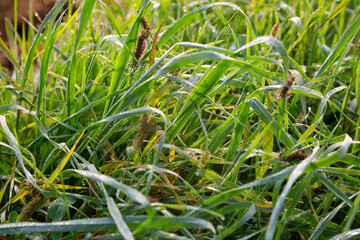 Grass at the edge of a road
