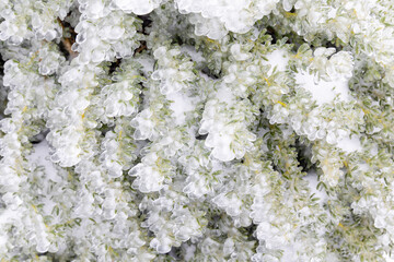 tree branches covered by ice in first snowfall of the year 2023 in the Sierra de Guadarrama in Madrid, Spain