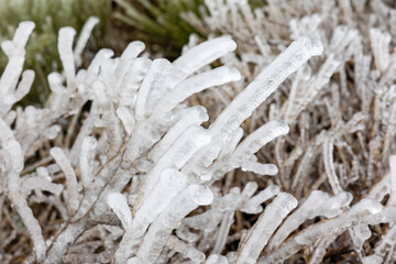 tree branches covered by ice in first snowfall of the year 2023 in the Sierra de Guadarrama in Madrid, Spain