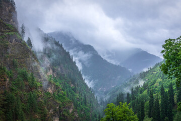 Fototapeta na wymiar Forested mountain slope with the evergreen conifers shrouded in mist in a scenic landscape view at Himachal Pradesh, India.