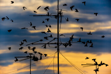 A flock of birds on the antennas against the background of the sunset.