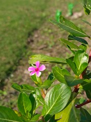 Obraz na płótnie Canvas pink flower with green leaves in garden 