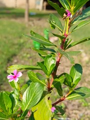 Obraz na płótnie Canvas pink flower with green leaves in garden 