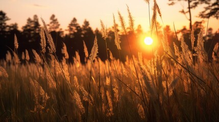 Wild grass in the forest at sunset, copy space, 16:9