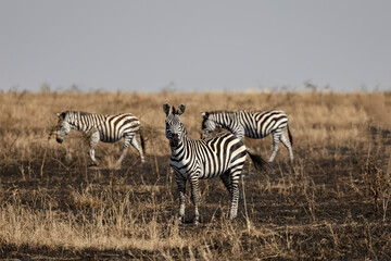 Fototapeta na wymiar Zebras grazing in the savanna at Serengeti National Park, Tanzania.