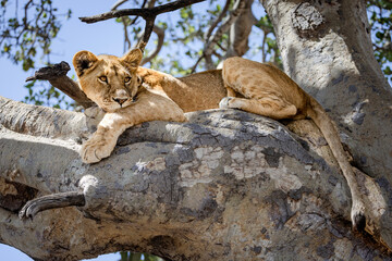 Lioness resting on a tree in Serengeti National Park, Tanzania