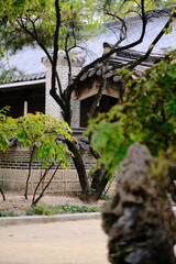 japanese garden in the park