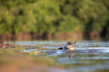 danger yacare caiman fishing in Pantanal