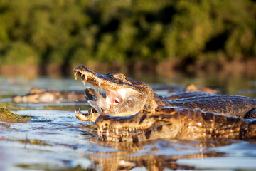 danger yacare caiman fishing in Pantanal
