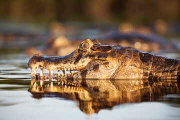 danger yacare caiman fishing in Pantanal