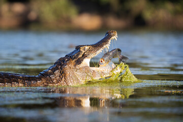 Obraz premium danger yacare caiman fishing in Pantanal
