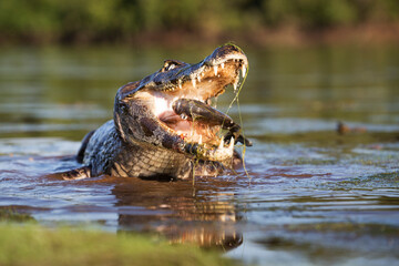 danger yacare caiman fishing in Pantanal
