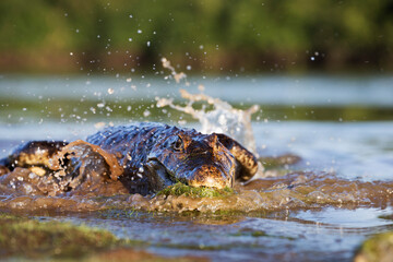 danger yacare caiman fishing in Pantanal