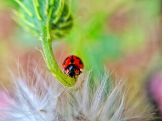 photography of beautiful lady bug beetles foraging around green leaves
