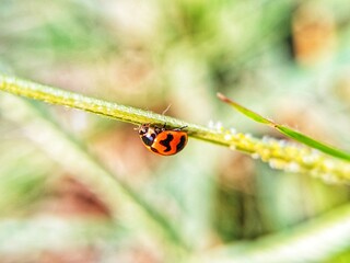 photography of beautiful lady bug beetles foraging around green leaves
