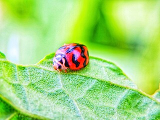 photography of beautiful lady bug beetles foraging around green leaves
