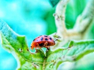 photography of beautiful lady bug beetles foraging around green leaves
