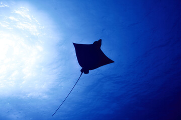 Eagle Ray - Adler Rochen - Rotes Meer - Red Sea