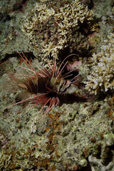 Lionfish - Rotfeuerfisch - Red Sea - Rotes Meer - Fisch