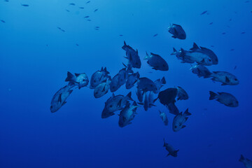 Black Snapper - Schwarzer Schnapper - Red Sea - Rotes Meer - Fisch