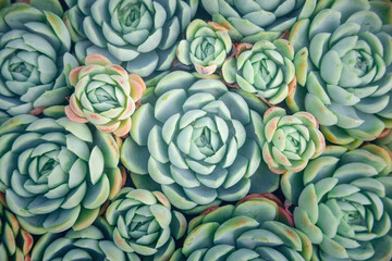 Succulent plants from above