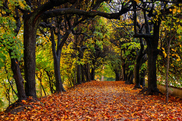 Autumn with yellow leaves in the public park in Gdansk Oliwa, Poland © Patryk Kosmider