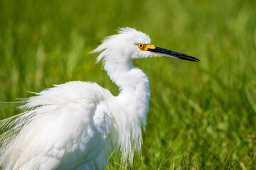 A snowy egret ruffles his feathers.