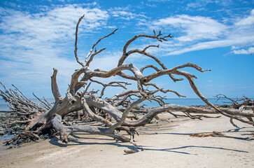 Dead trees at Driftwood Beach on Jekyll Island, Georgia.