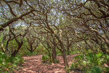 Obraz premium live oaks on cumberland Island National Seashore
