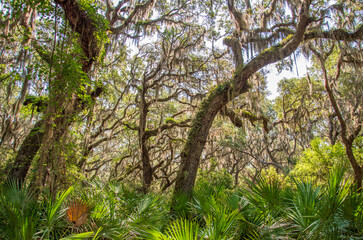 live oaks on cumberland Island National Seashore