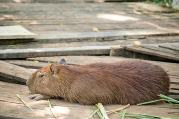 The giant brown capybara feathers are lying on the sand.