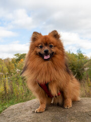 Red Spitz against the background of an autumn landscape. Close-up portrait of a dog.