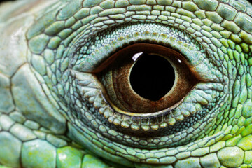 Fototapeta premium Close up of a juvenile iguana