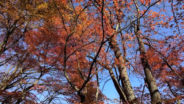 An image looking up at maple trees with autumn leaves.