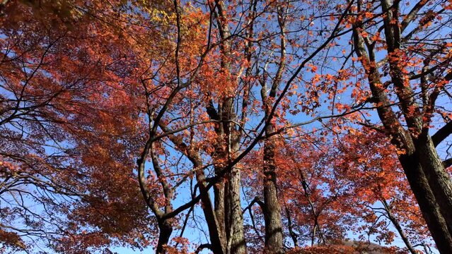 An image looking up at maple trees with autumn leaves.