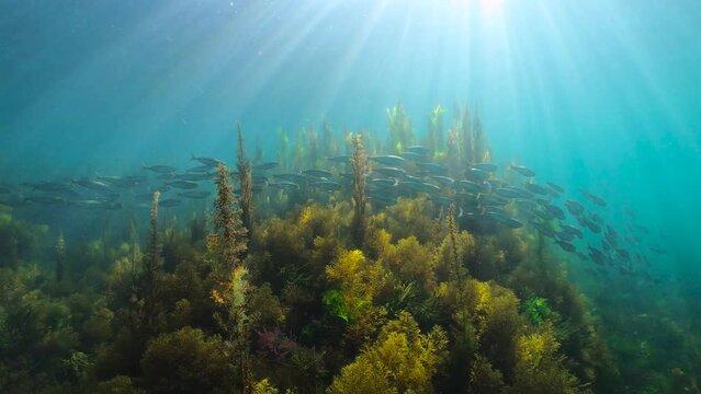 Sunlight underwater with seaweed and fish schooling (bogue) in the Atlantic ocean, natural scene, Spain, Galicia, Rias Baixas, 59.94fps