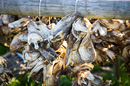 1,003 Stockfish Stock Photos, High-Res Pictures, and Images