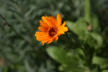 orange flower in the garden