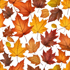 Naklejka na ściany i meble individual autumn leaves each with unique shades on white background