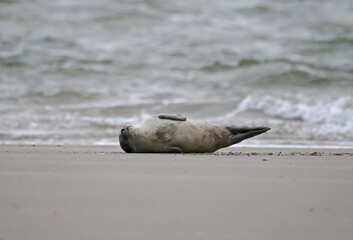 Seehunde vor Borkum, Nordsee
