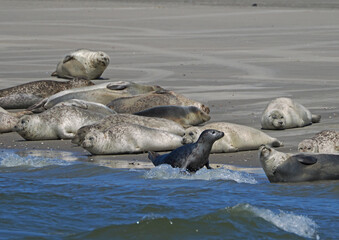 Fototapeta premium Seehunde vor Borkum, Nordsee