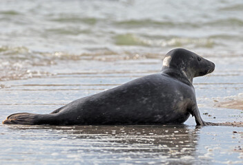 Seehund vor Borkum, Nordsee