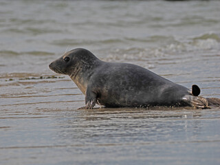 Seehund vor Borkum, Nordsee