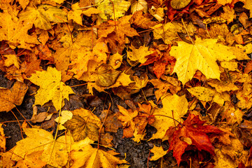 Herbstwanderung entlang der Edertalsperre zur versunkenen Stadt vom Edersee Atlantis  - Edertal - Hessen - Deutschland
