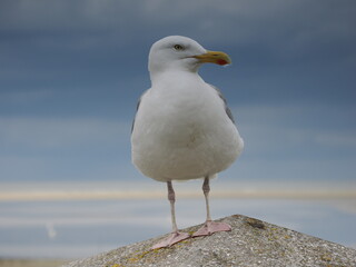 Silbermöwe sitz auf Betonpfahl, Promenade auf Borkum