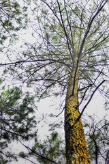 Plantae Asplenium nidus Polypodiopsida Aspleniaceae Polypodiales Pteridophyta adalah Paku sarang burung yang populer ditanam sebagai tanaman hias