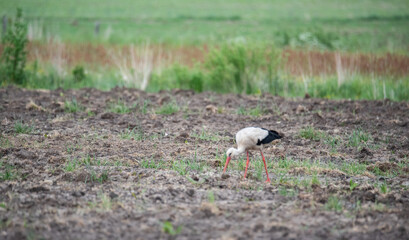 White stork walking in a plowed field and looking for food. A blurred meadow in the background.