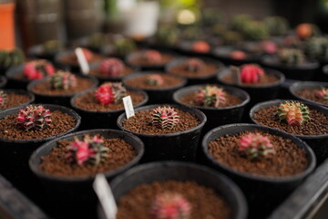 cactus in garden