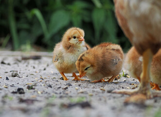 Hühner Küken